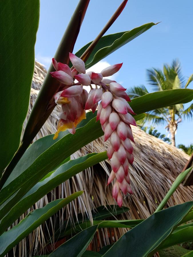 Solazul Bed & Breakfast Las Galeras Exterior photo